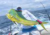 All Inclusive Fishing Guatemala Performance Package PF